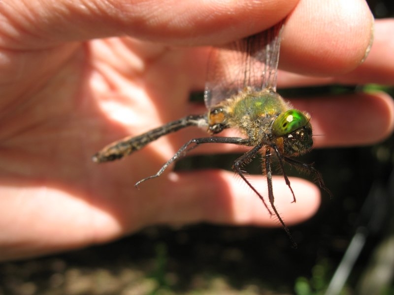 Bonne mare 17 juin 2006 015